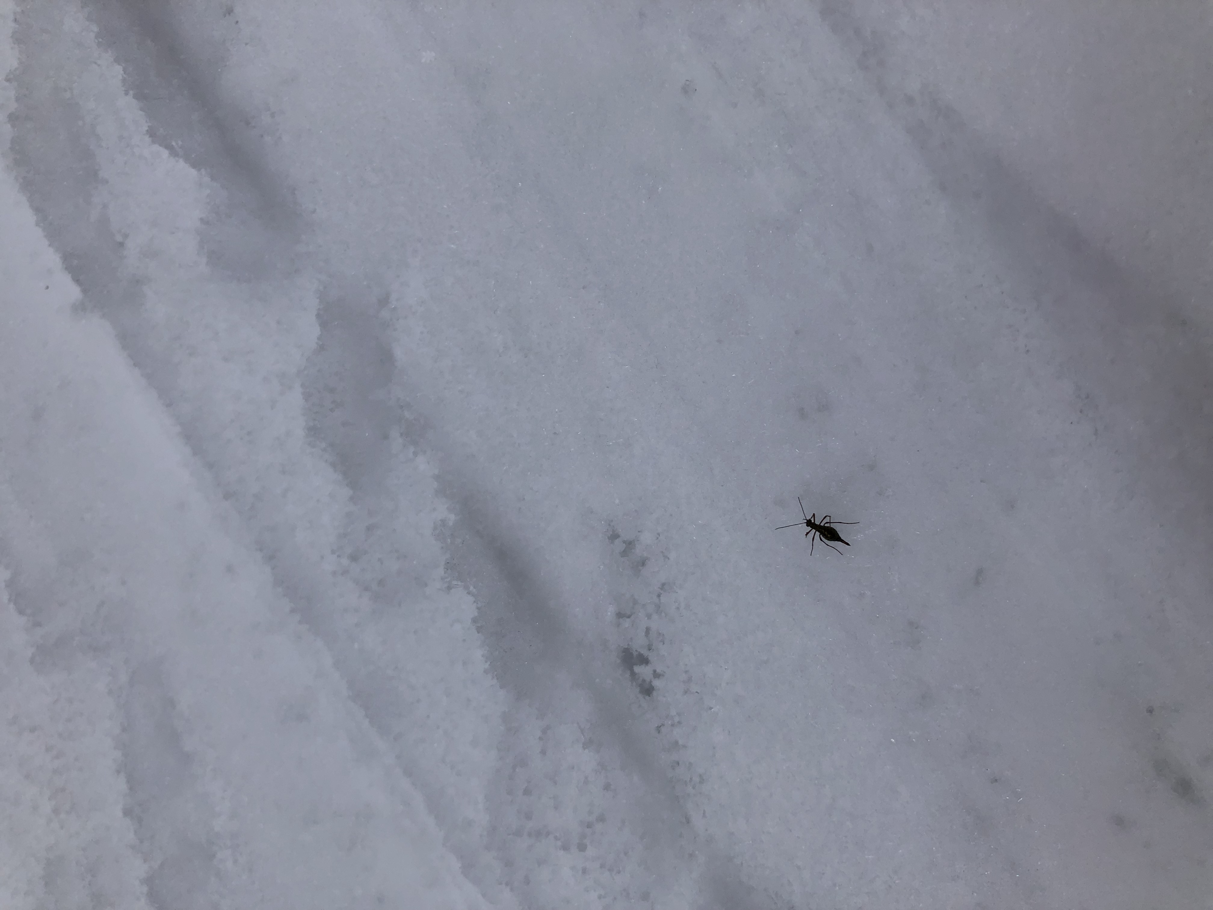 Lumekärbes Hämsaare Puhkeketalu lähistel Kubija suusarajal